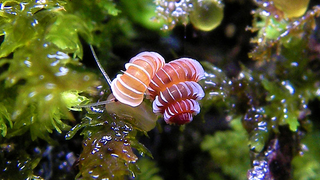 This beautiful newly-discovered species is about to disappear soon